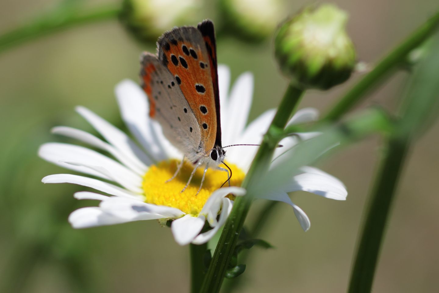 Canon EOS 60D + Canon EF100mm F2 USM + Extension Tube EF12II