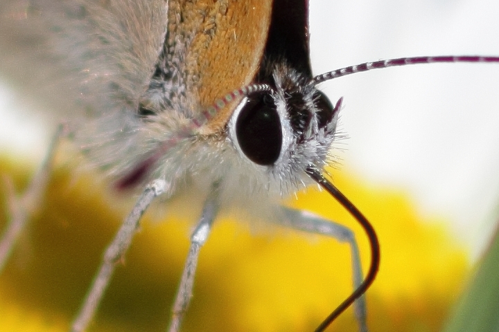 Canon EOS 60D + Canon EF100mm F2 USM + Extension Tube EF25II