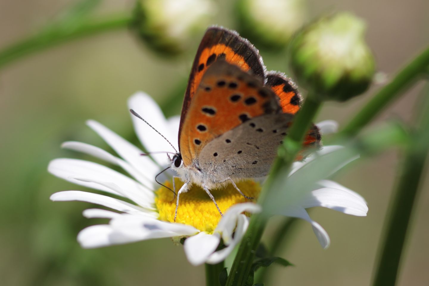 Canon EOS 60D + Canon EF100mm F2 USM + Extension Tube EF25II