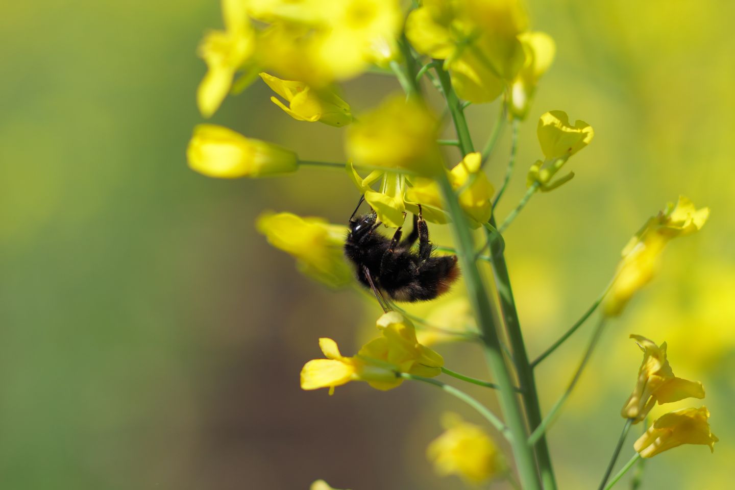 Canon EOS 60D + Canon EF100mm F2 USM + Extension Tube EF12II