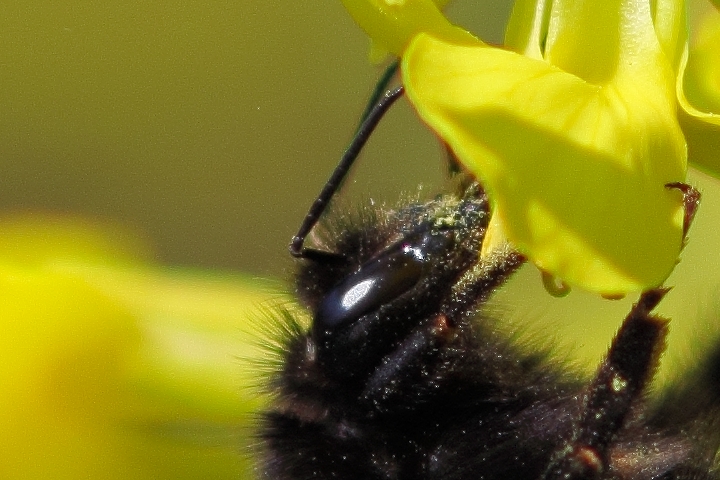 Canon EOS 60D + Canon EF100mm F2 USM + Extension Tube EF12II