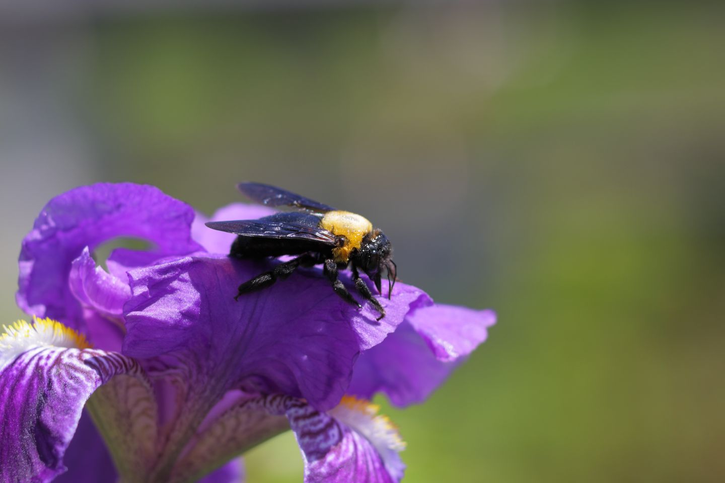 Canon EOS 60D + Canon EF100mm F2 USM + Extension Tube EF12II