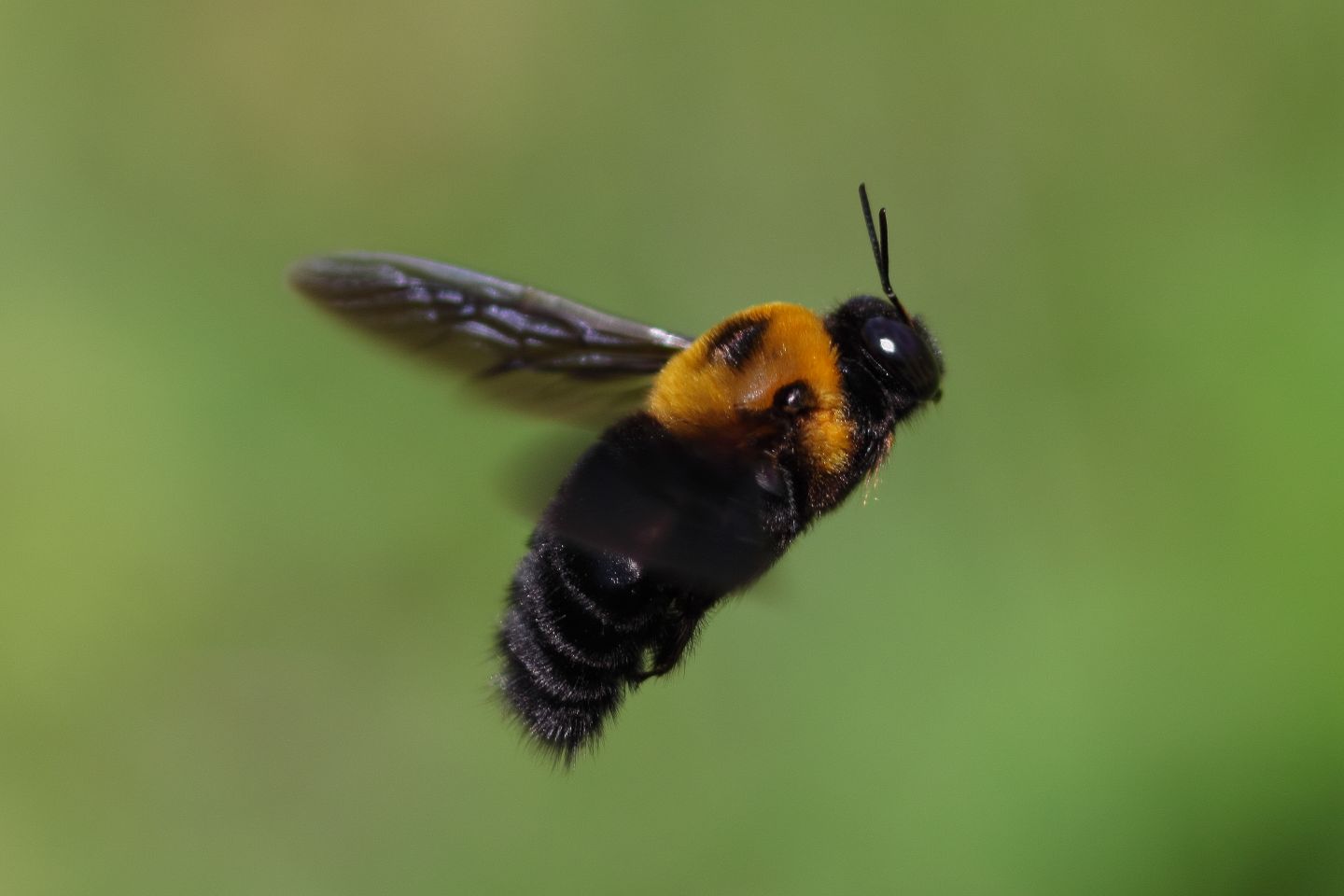 Canon EOS 60D + Canon EF100mm F2 USM + Extension Tube EF12II