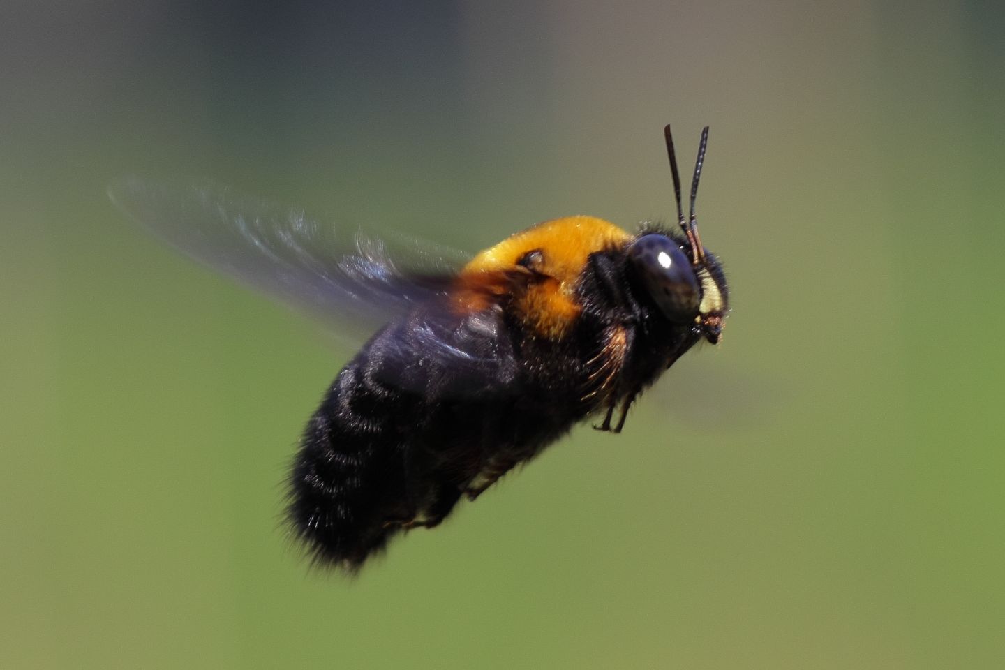 Canon EOS 60D + Canon EF100mm F2 USM + Extension Tube EF12II