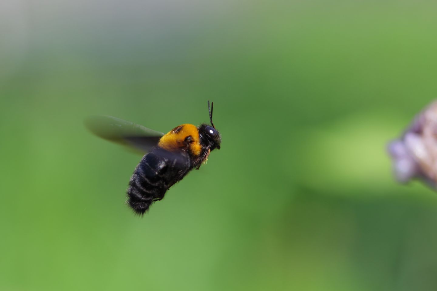 Canon EOS 60D + Canon EF100mm F2 USM + Extension Tube EF12II