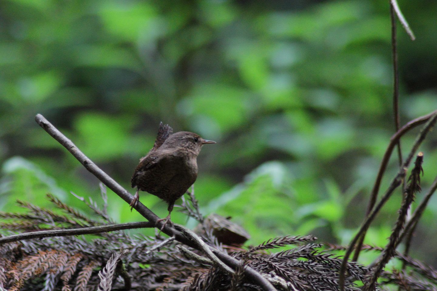 Canon EOS 60D + TAMRON AF 200-400mm F/5.6 LD-IF (75D)