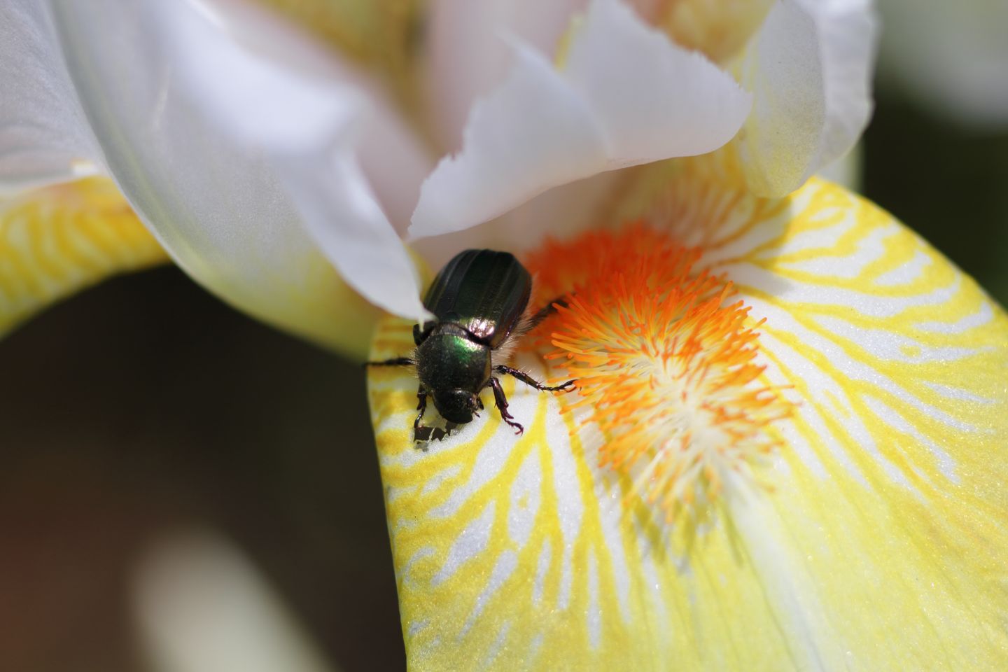 Canon EOS 60D + Canon EF100mm F2 USM + Extension Tube EF25II + Kenko C-PL