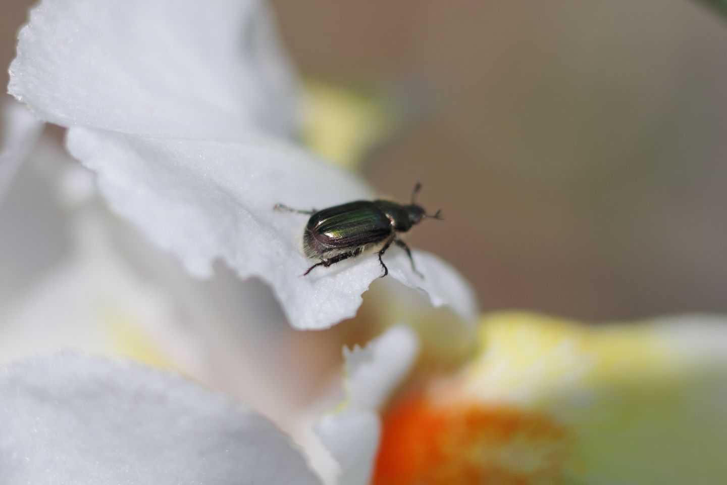 Canon EOS 60D + Canon EF100mm F2 USM + Extension Tube EF12II + Kenko C-PL