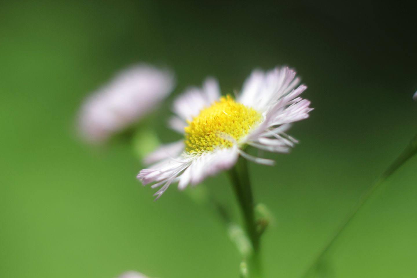 Canon EOS 60D + Canon EF50mm F1.4 USM + Extension Tube EF12II