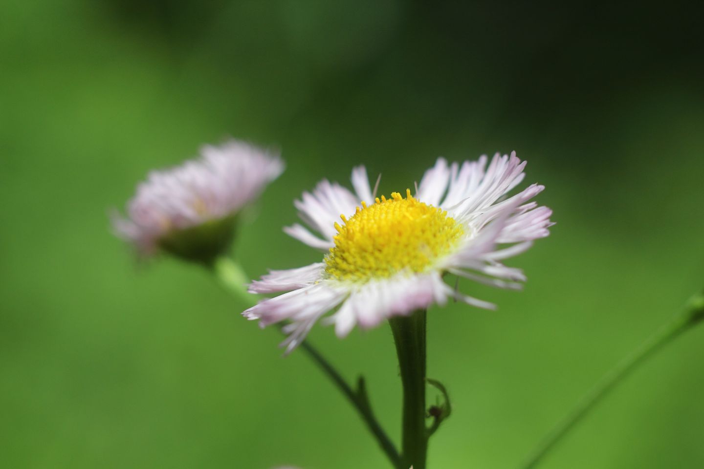 Canon EOS 60D + Canon EF50mm F1.4 USM + Extension Tube EF12II