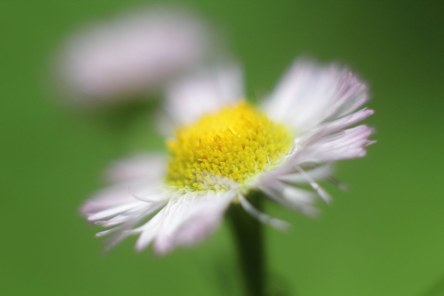 Canon EOS 60D + Canon EF50mm F1.4 USM + Extension Tube EF25II