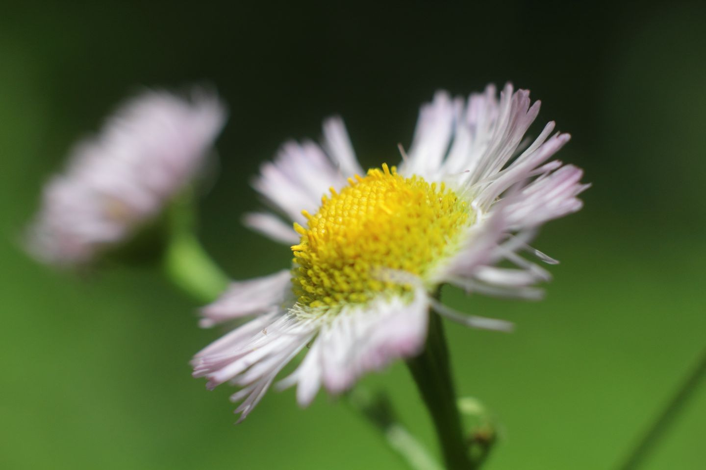 Canon EOS 60D + Canon EF50mm F1.4 USM + Extension Tube EF25II