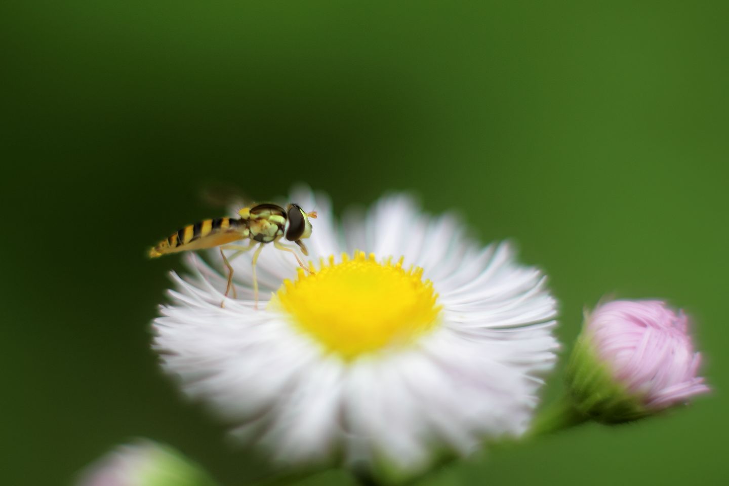 Canon EOS 60D + Canon EF50mm F1.4 USM + Extension Tube EF25II