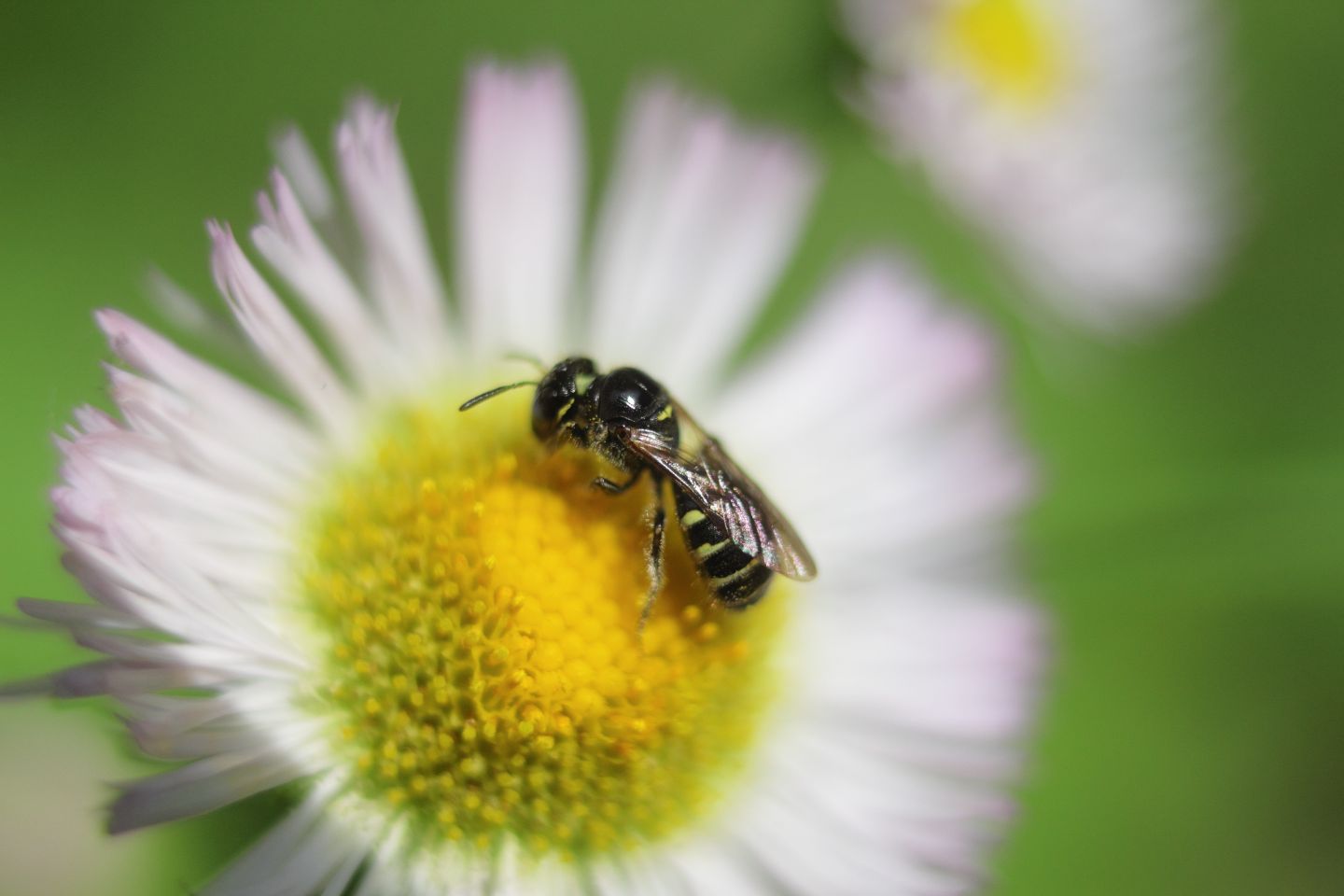 Canon EOS 60D + Canon EF35mm F2 + Extension Tube EF25II