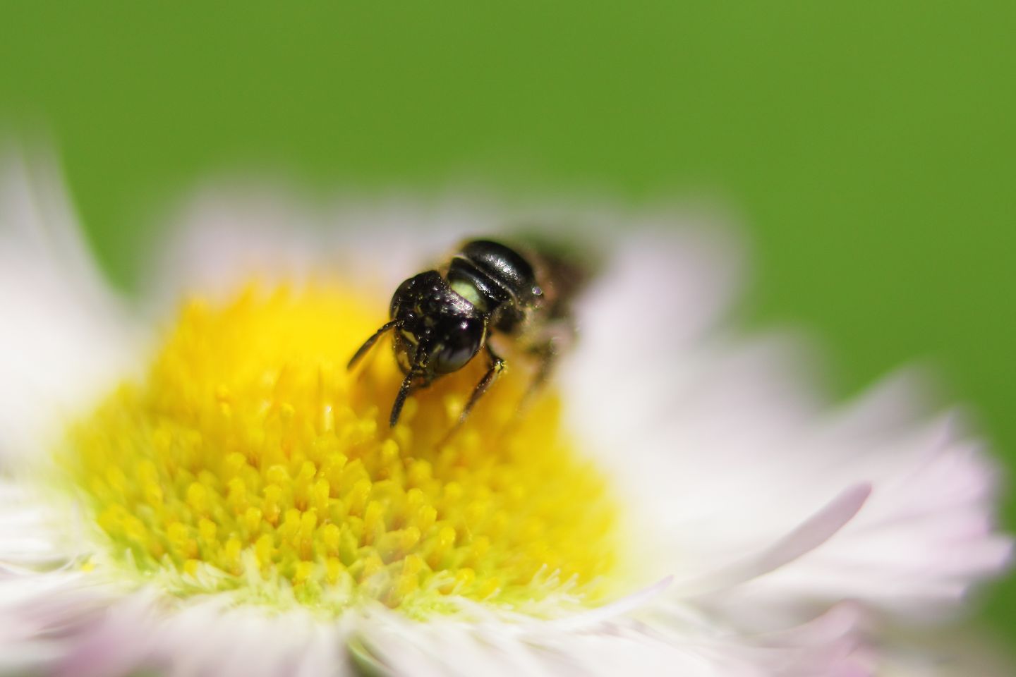 Canon EOS 60D + Canon EF35mm F2 + Extension Tube EF25II