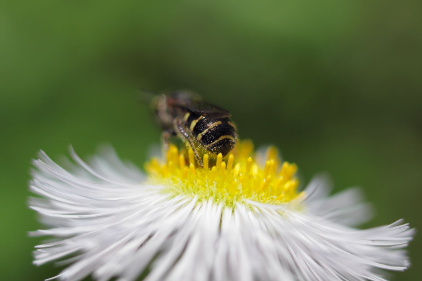 Canon EOS 60D + Canon EF35mm F2 + Extension Tube EF25II