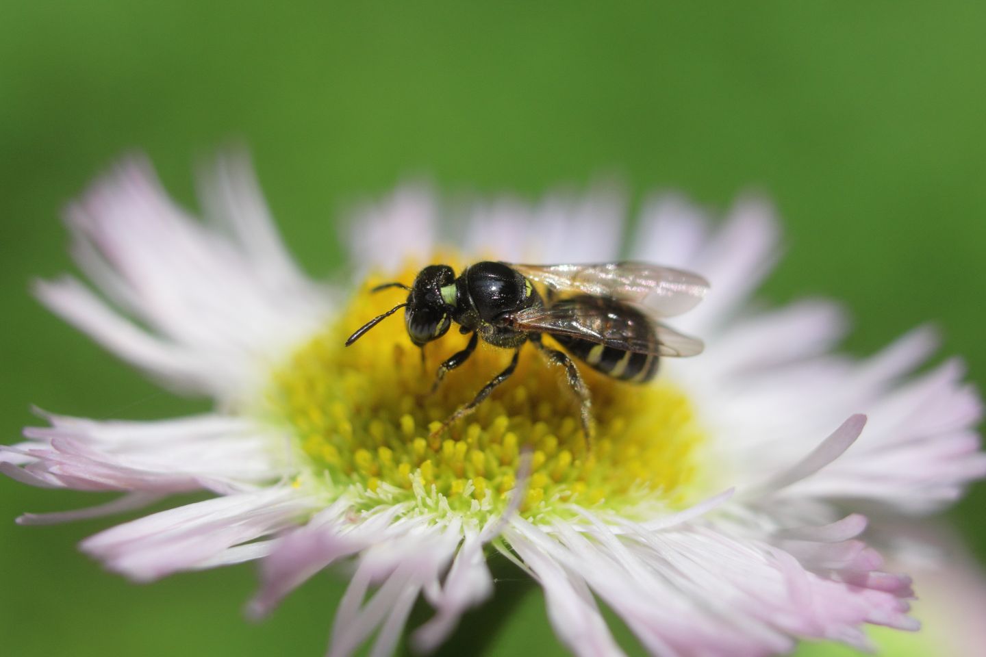 Canon EOS 60D + Canon EF35mm F2 + Extension Tube EF25II