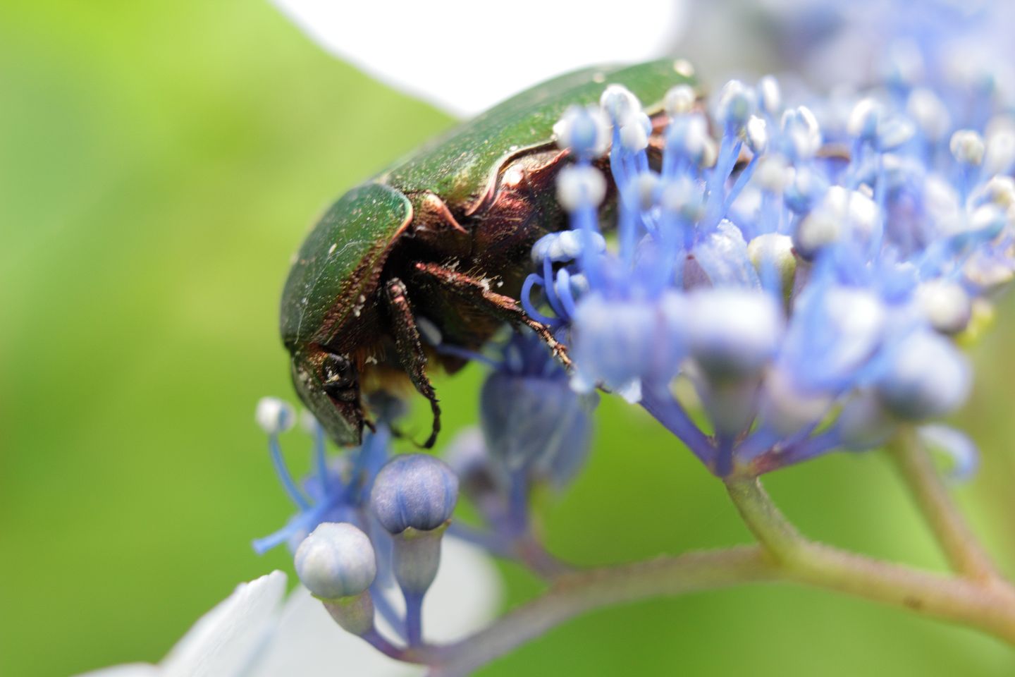 Canon EOS 60D + Canon EF35mm F2 + Extension Tube EF25II