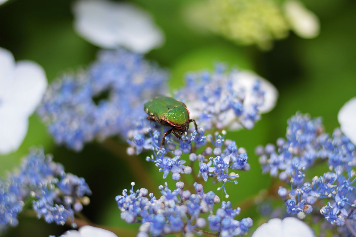 Canon EOS 60D + Canon EF35mm F2