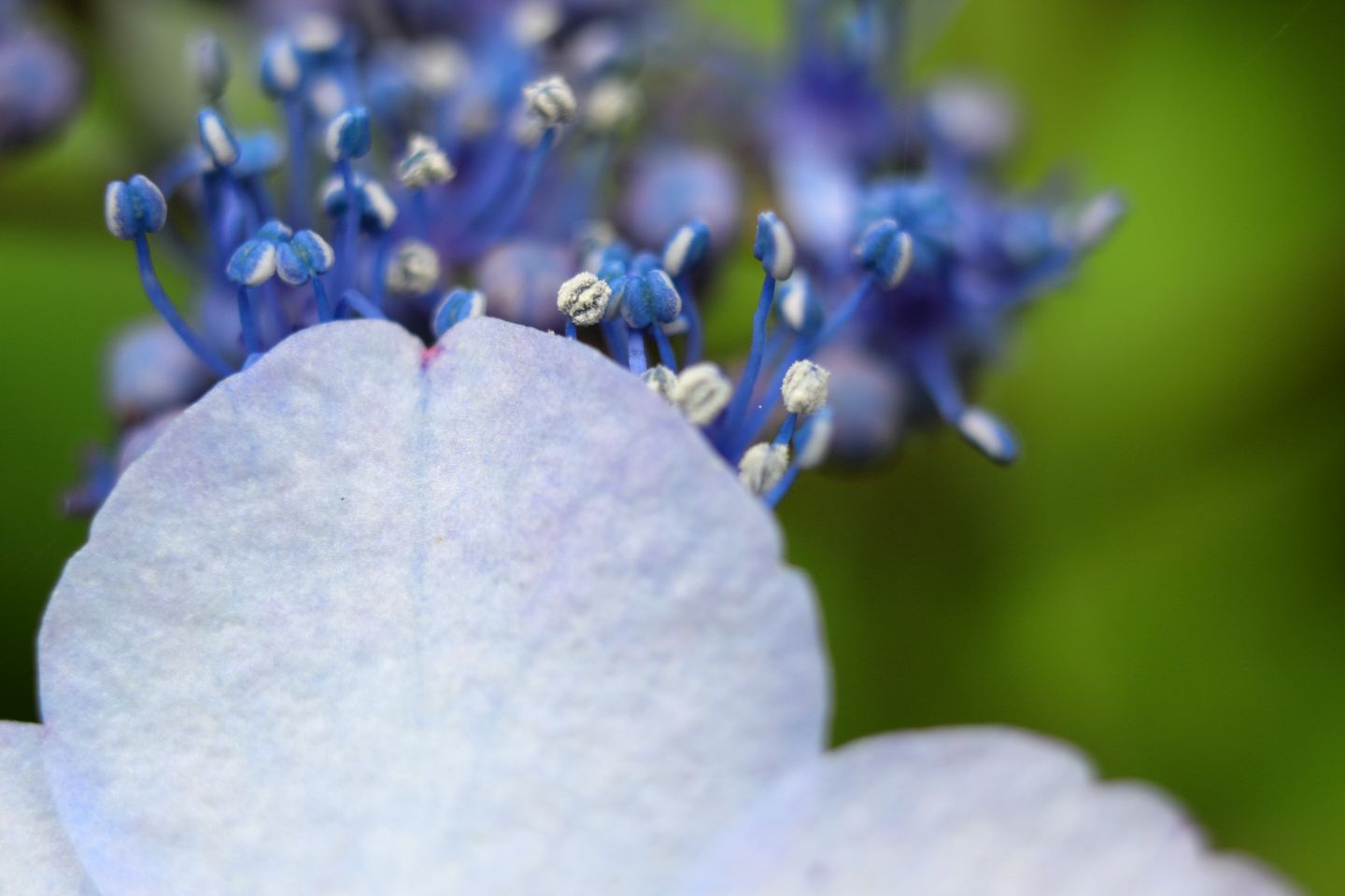 Canon EOS 60D + Canon EF35mm F2 + Extension Tube EF25II