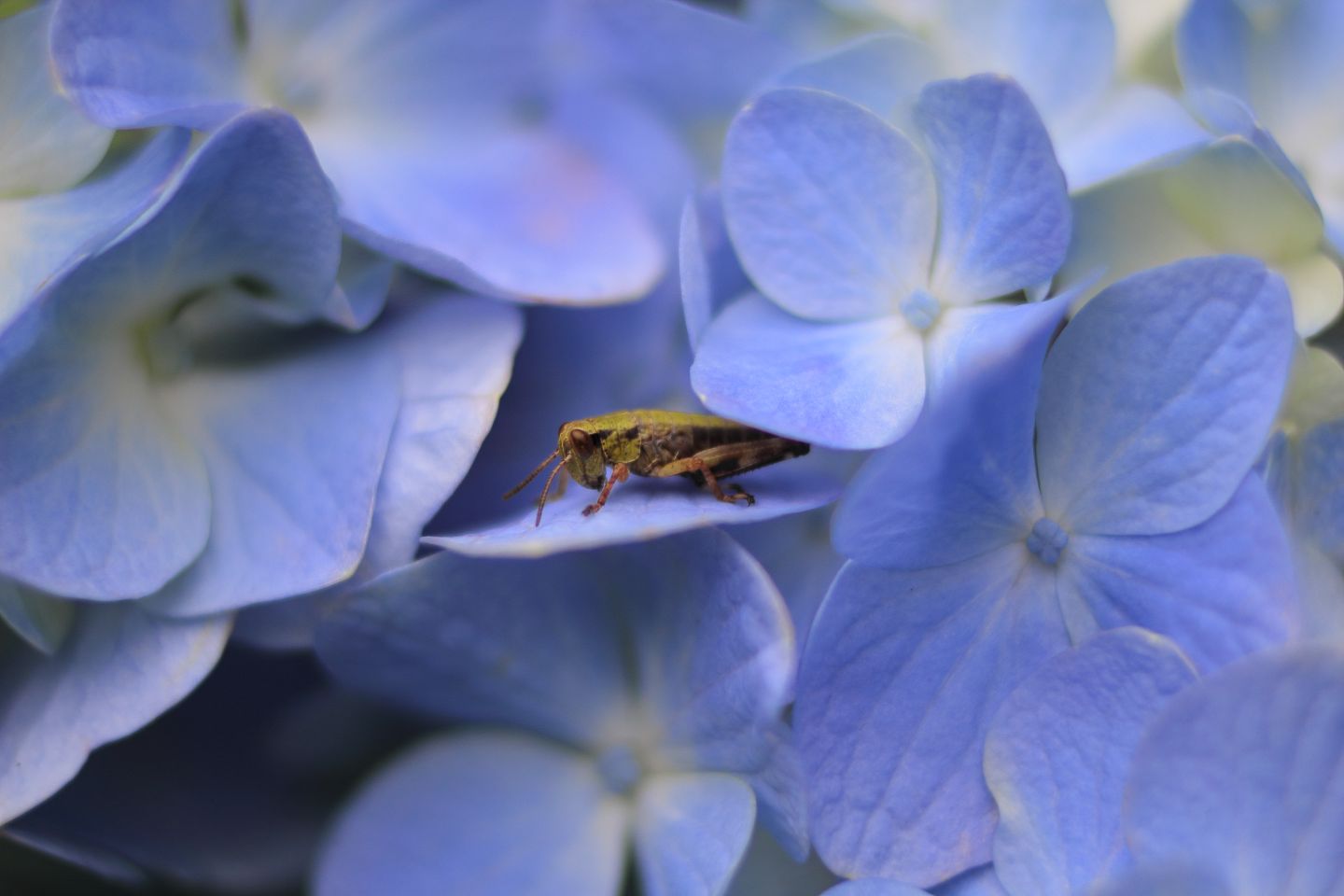 Canon EOS 60D + Canon EF35mm F2 + Extension Tube EF25II