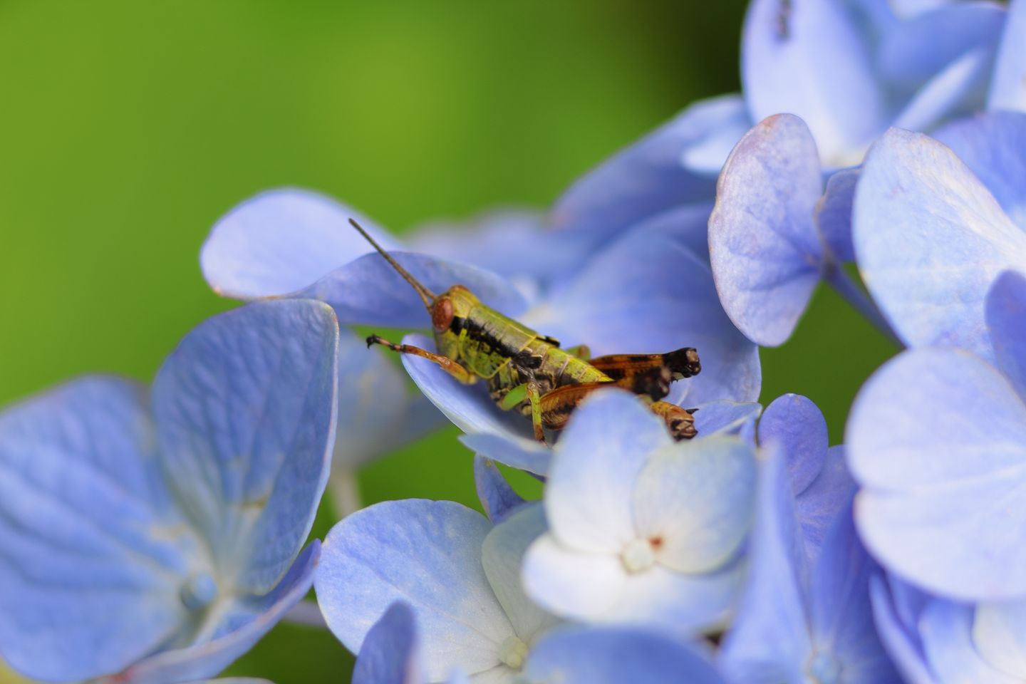 Canon EOS 60D + Canon EF35mm F2 + Extension Tube EF25II