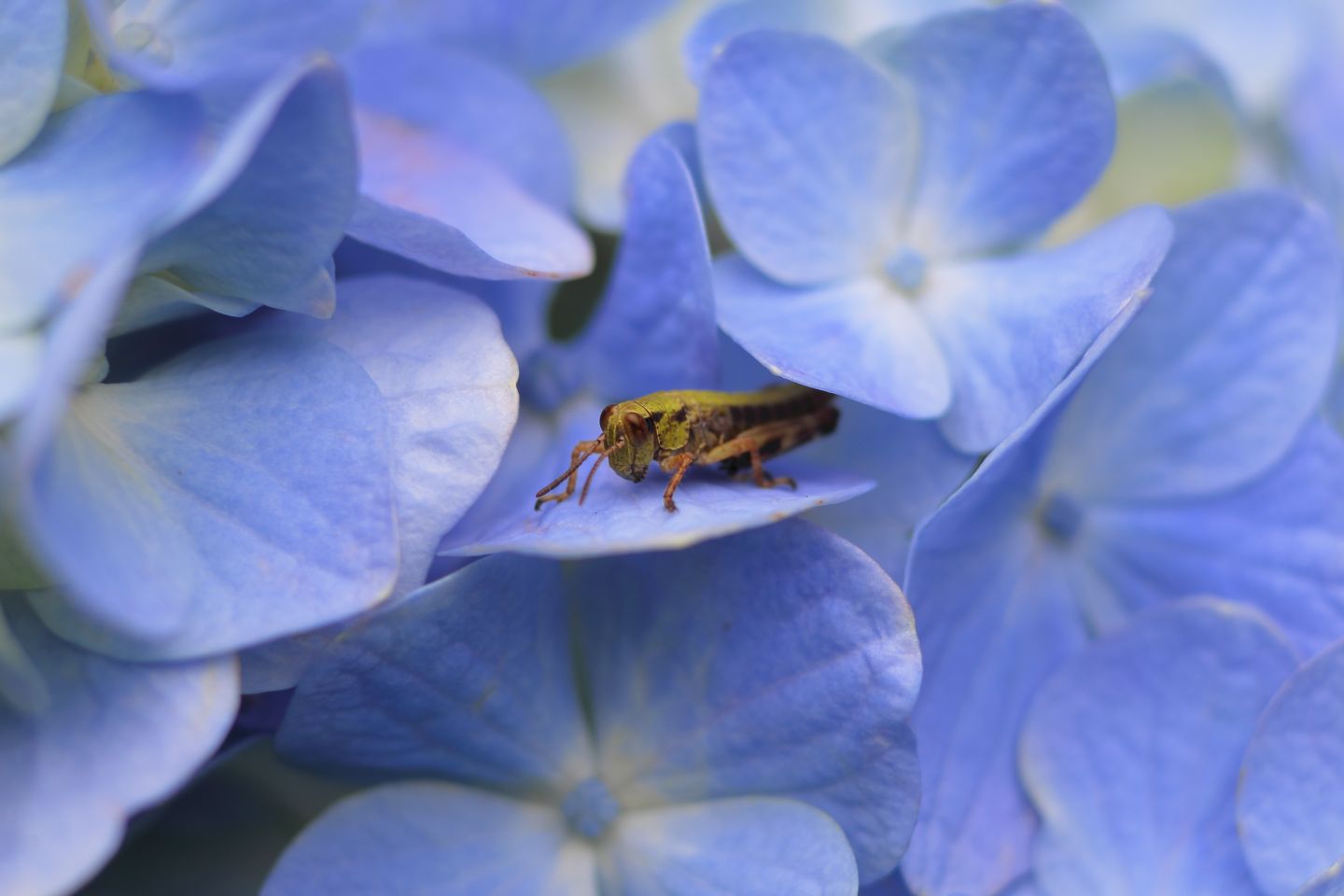 Canon EOS 60D + Canon EF35mm F2 + Extension Tube EF25II