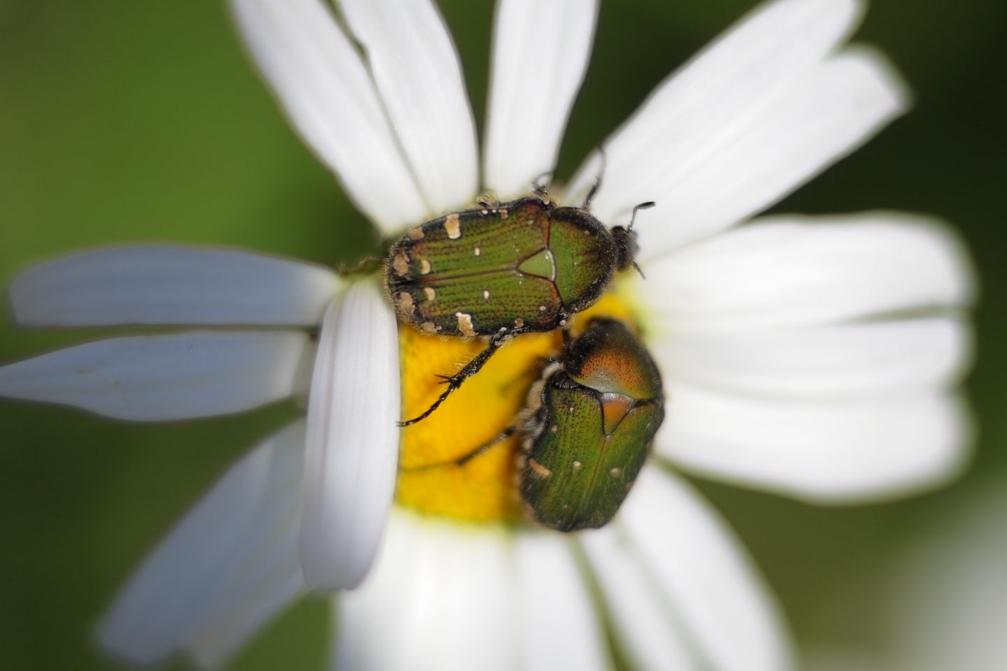 Canon EOS 60D + Canon EF100mm F2 USM + Extension Tube EF25II