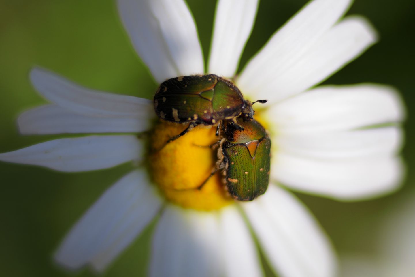 Canon EOS 60D + Canon EF100mm F2 USM + Extension Tube EF25II