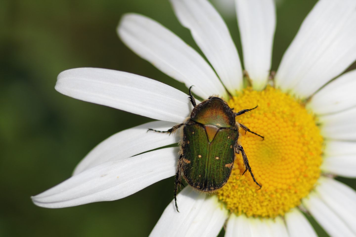 Canon EOS 60D + Canon EF100mm F2 USM + Extension Tube EF25II