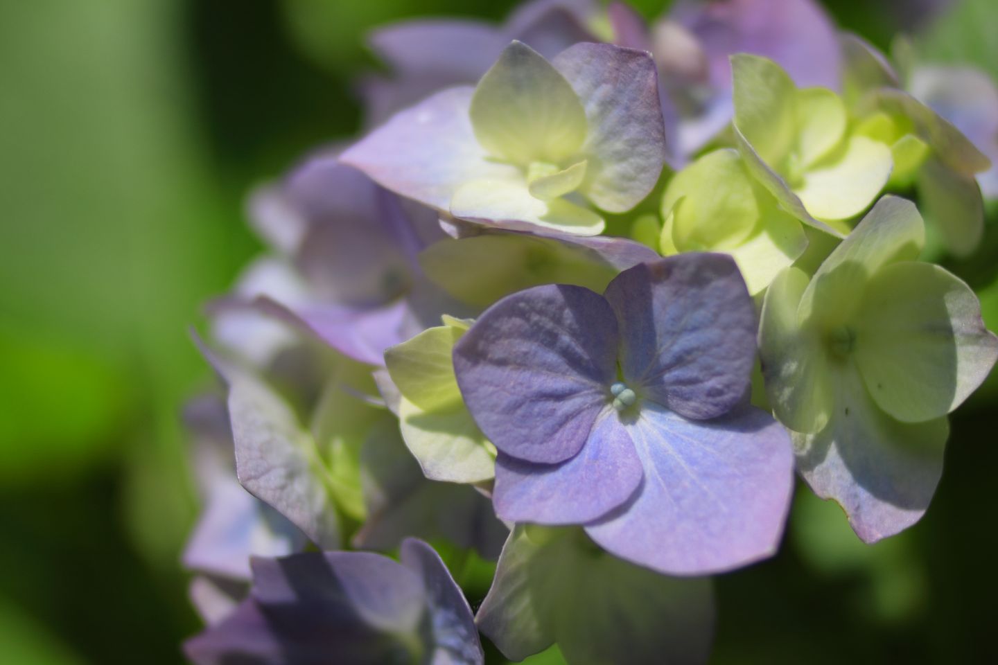 Canon EOS 60D + Canon EF100mm F2 USM + Extension Tube EF12II