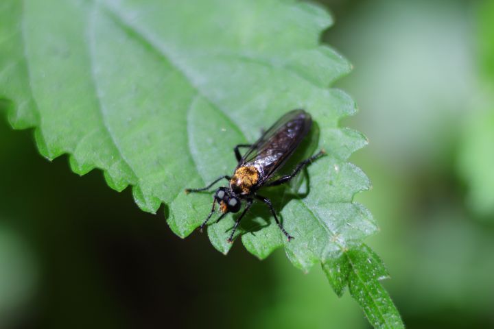 Canon EOS 60D + Canon EF100mm F2 USM + Extension Tube EF25II