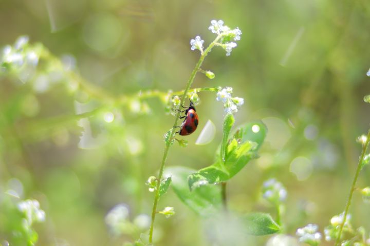 Canon EOS 60D + Canon EF100mm F2 USM + Extension Tube EF25II