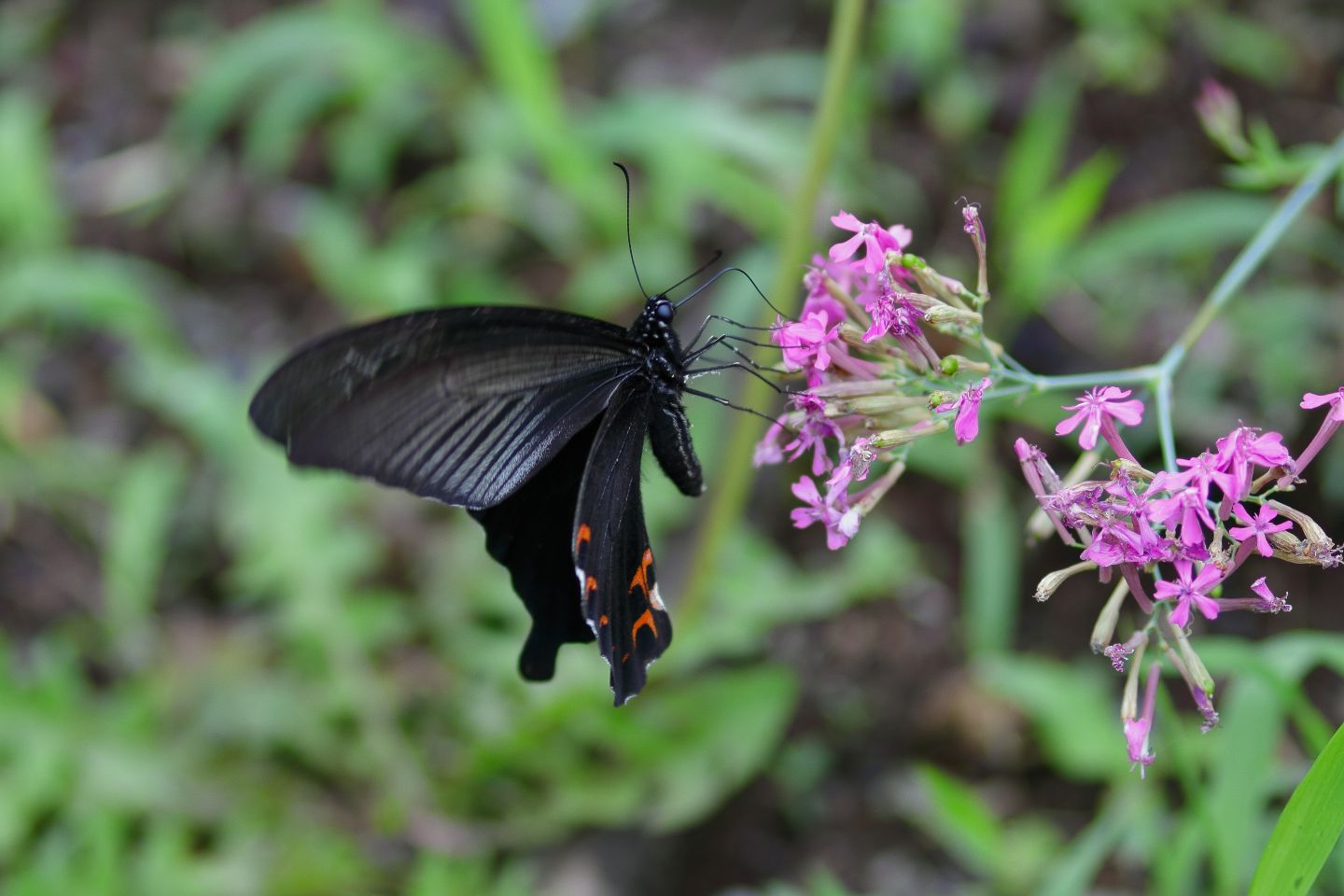 Canon EOS 60D + Canon EF100mm F2 USM + Extension Tube EF12II