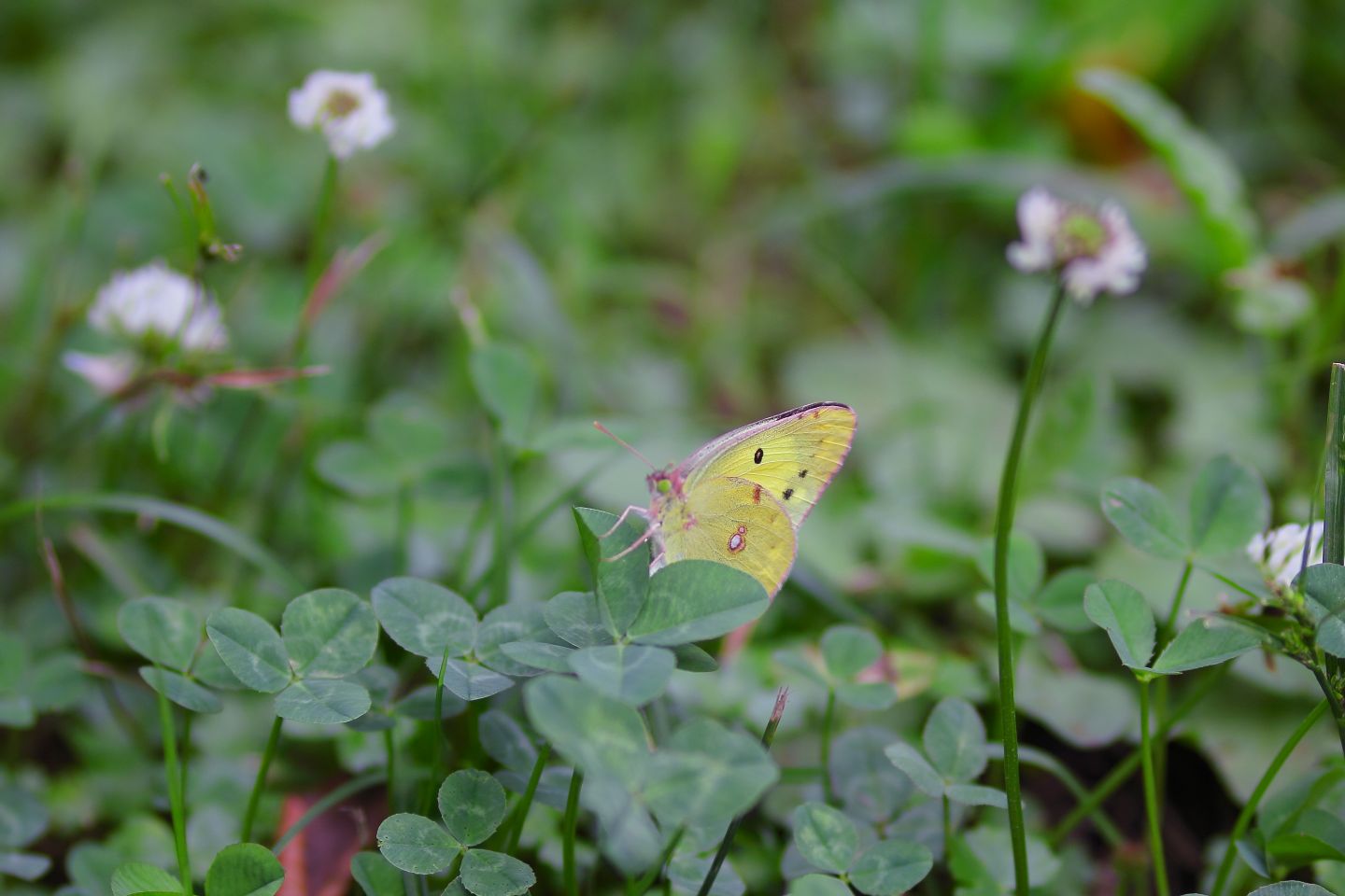 Canon EOS 60D + Canon EF100mm F2 USM + Extension Tube EF12II