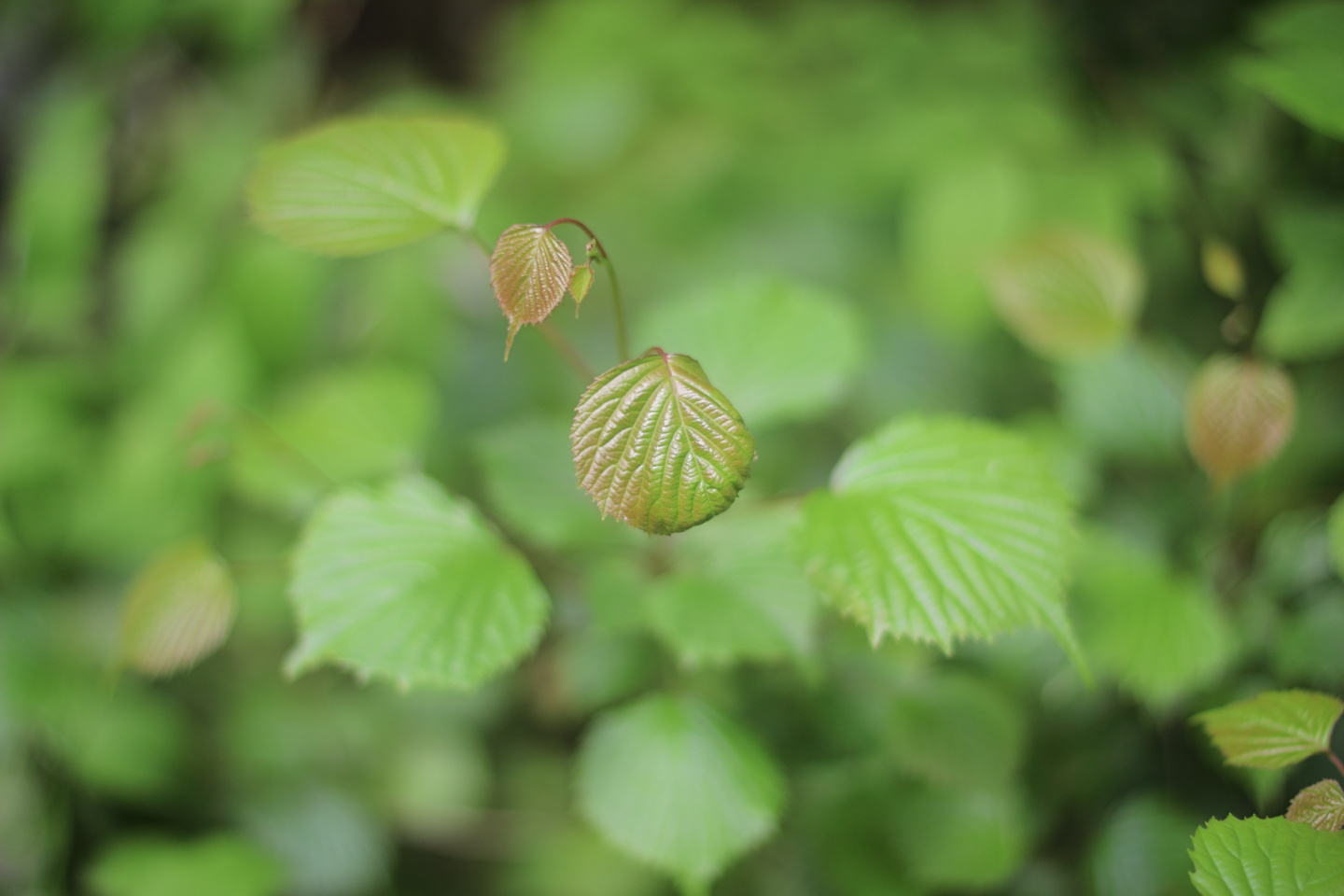 Canon EOS 60D + Canon EF50mm F1.4 USM