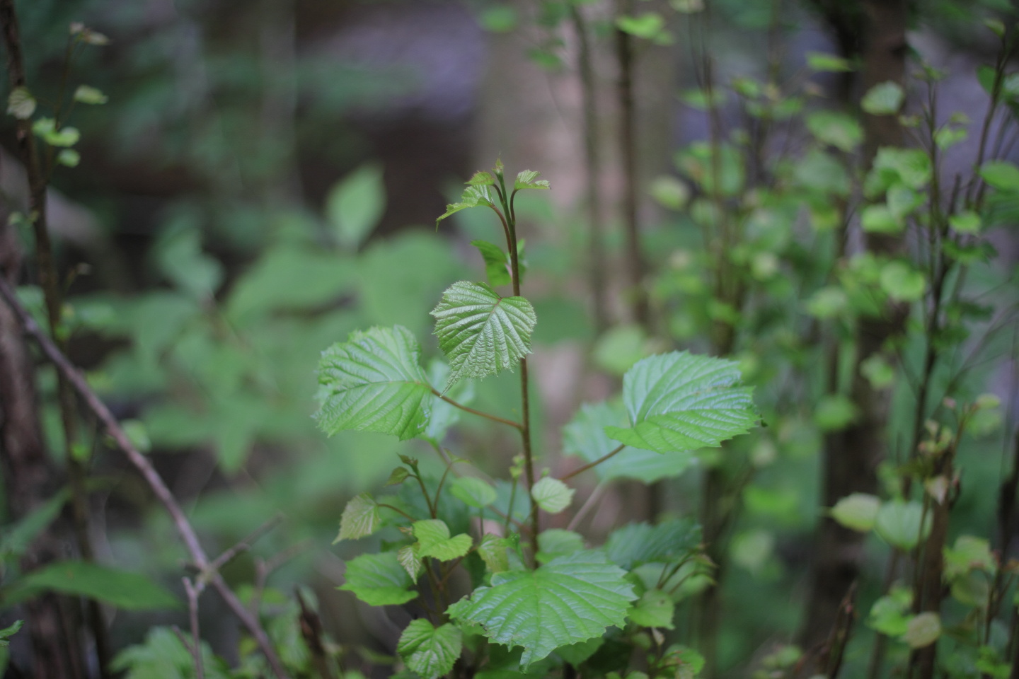 Canon EOS 60D + Canon EF50mm F1.4 USM