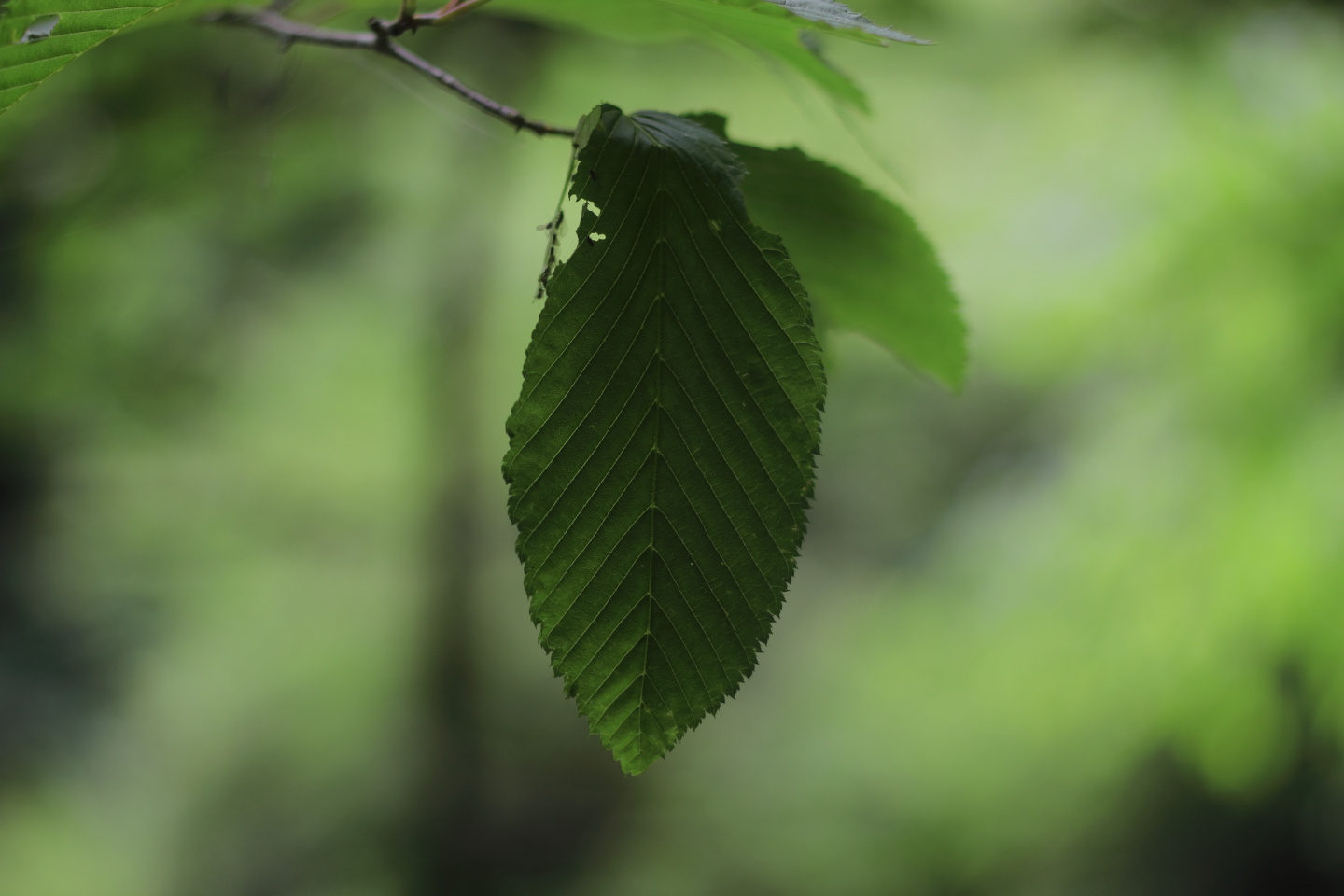 Canon EOS 60D + Canon EF50mm F1.4 USM