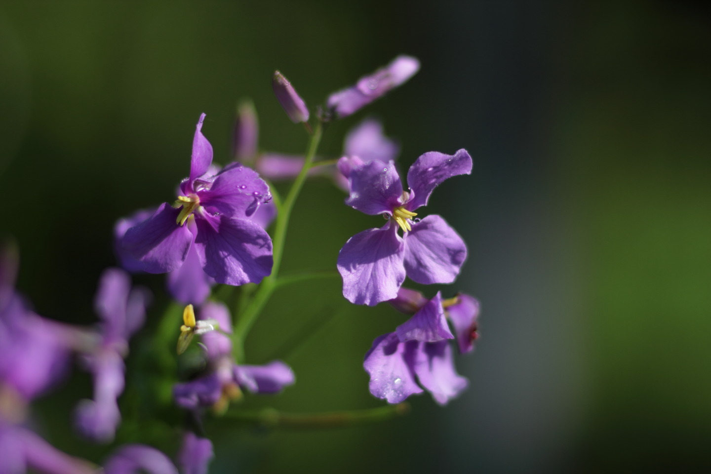 Canon EOS 60D + Canon EF100mm F2 USM + Extension Tube EF12II