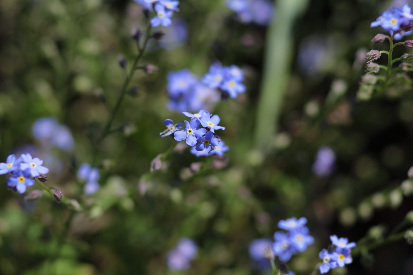 Canon EOS 60D + Canon EF100mm F2 USM + Extension Tube EF12II