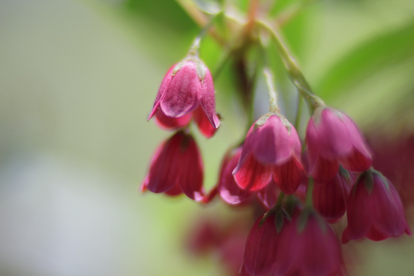 Canon EOS 60D + Canon EF100mm F2 USM + Extension Tube EF12II