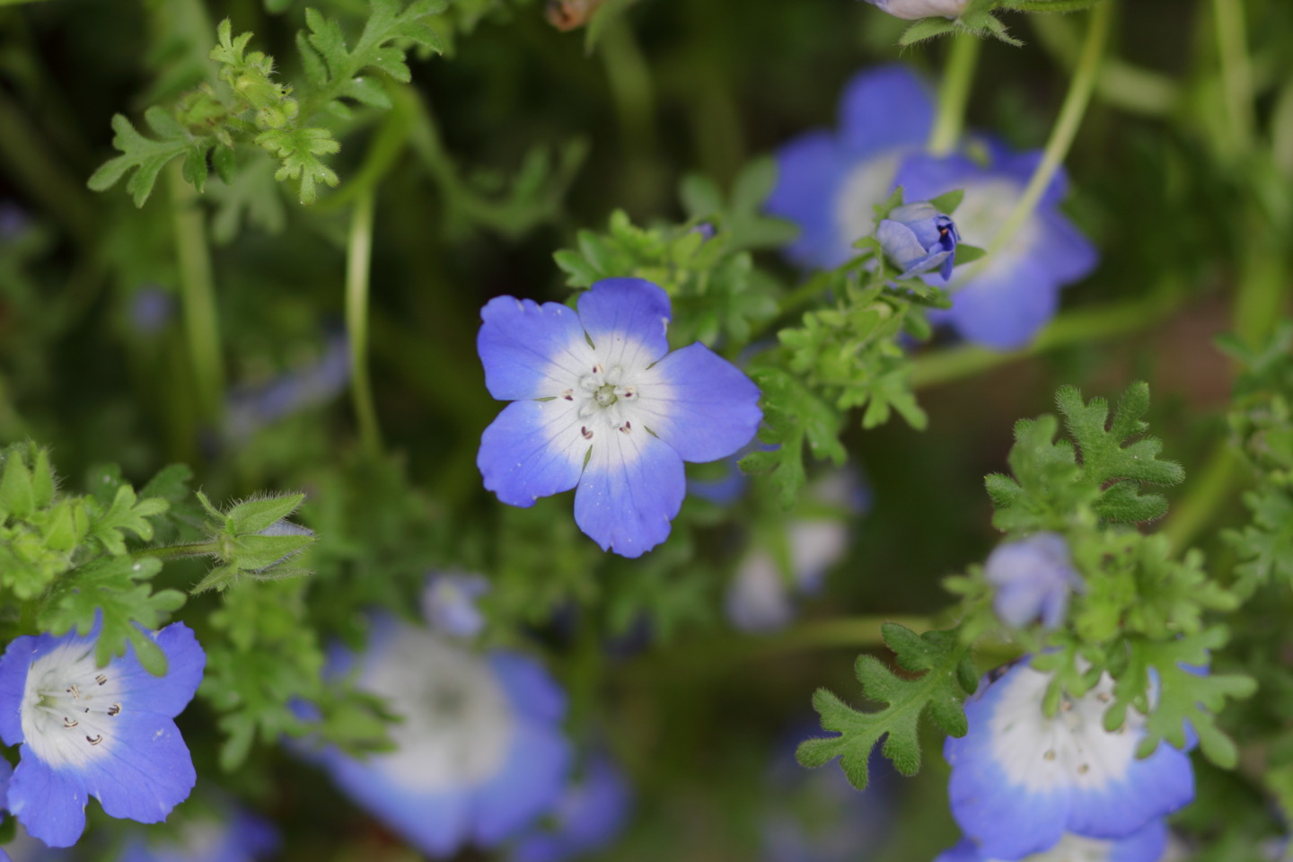 Canon EOS 60D + Canon EF100mm F2 USM + Extension Tube EF12II