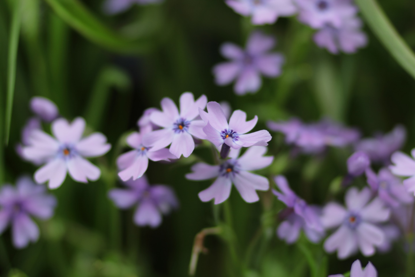 Canon EOS 60D + Canon EF100mm F2 USM + Extension Tube EF12II