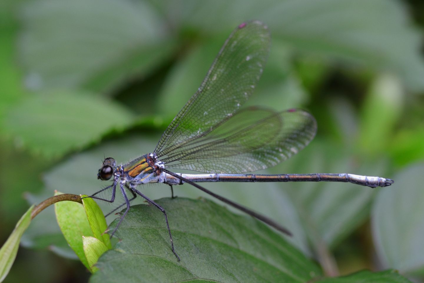 Canon EOS 60D + Canon EF100mm F2 USM + Extension Tube EF12II