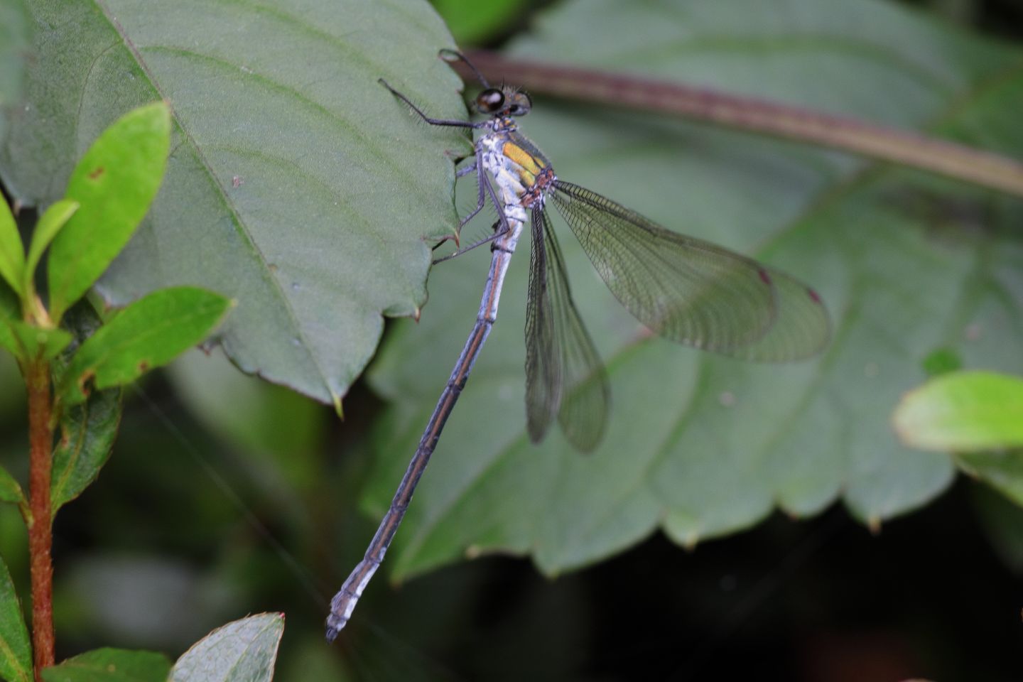 Canon EOS 60D + Canon EF100mm F2 USM + Extension Tube EF12II