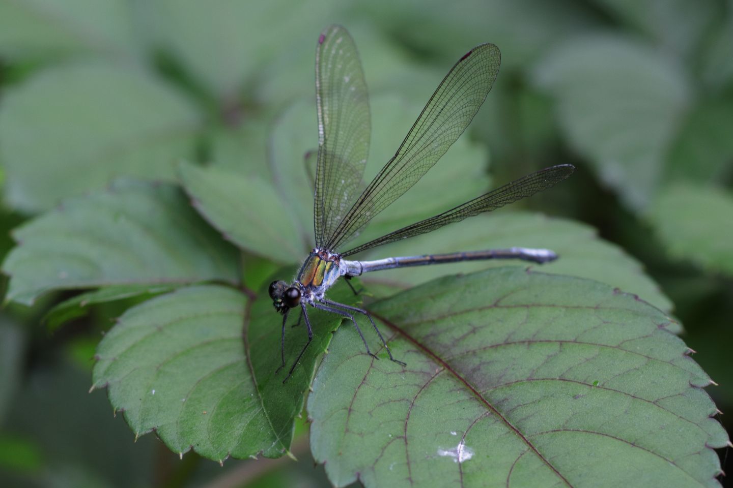 Canon EOS 60D + Canon EF100mm F2 USM + Extension Tube EF12II