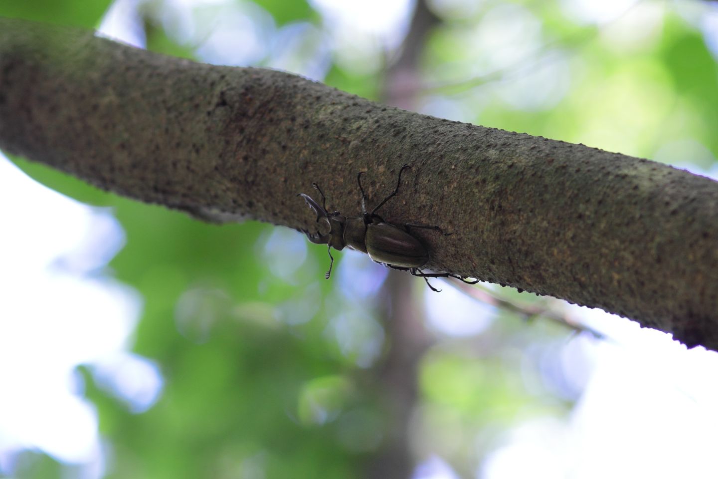 Canon EOS 60D + Canon EF100mm F2 USM