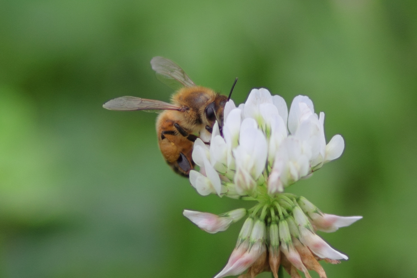 Canon EOS 60D + Canon EF100mm F2 USM