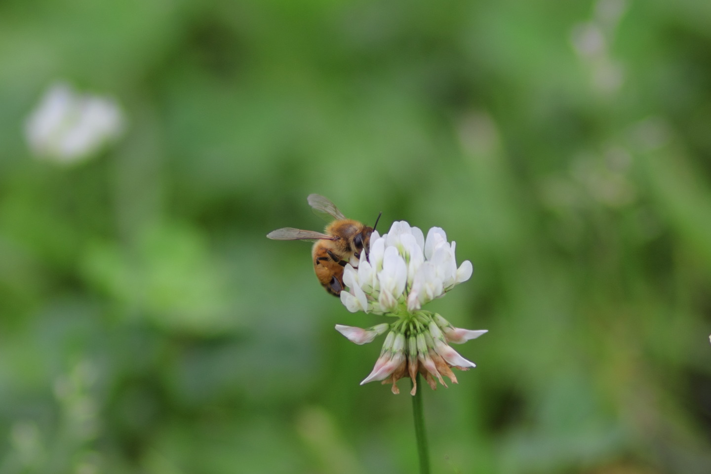 Canon EOS 60D + Canon EF100mm F2 USM