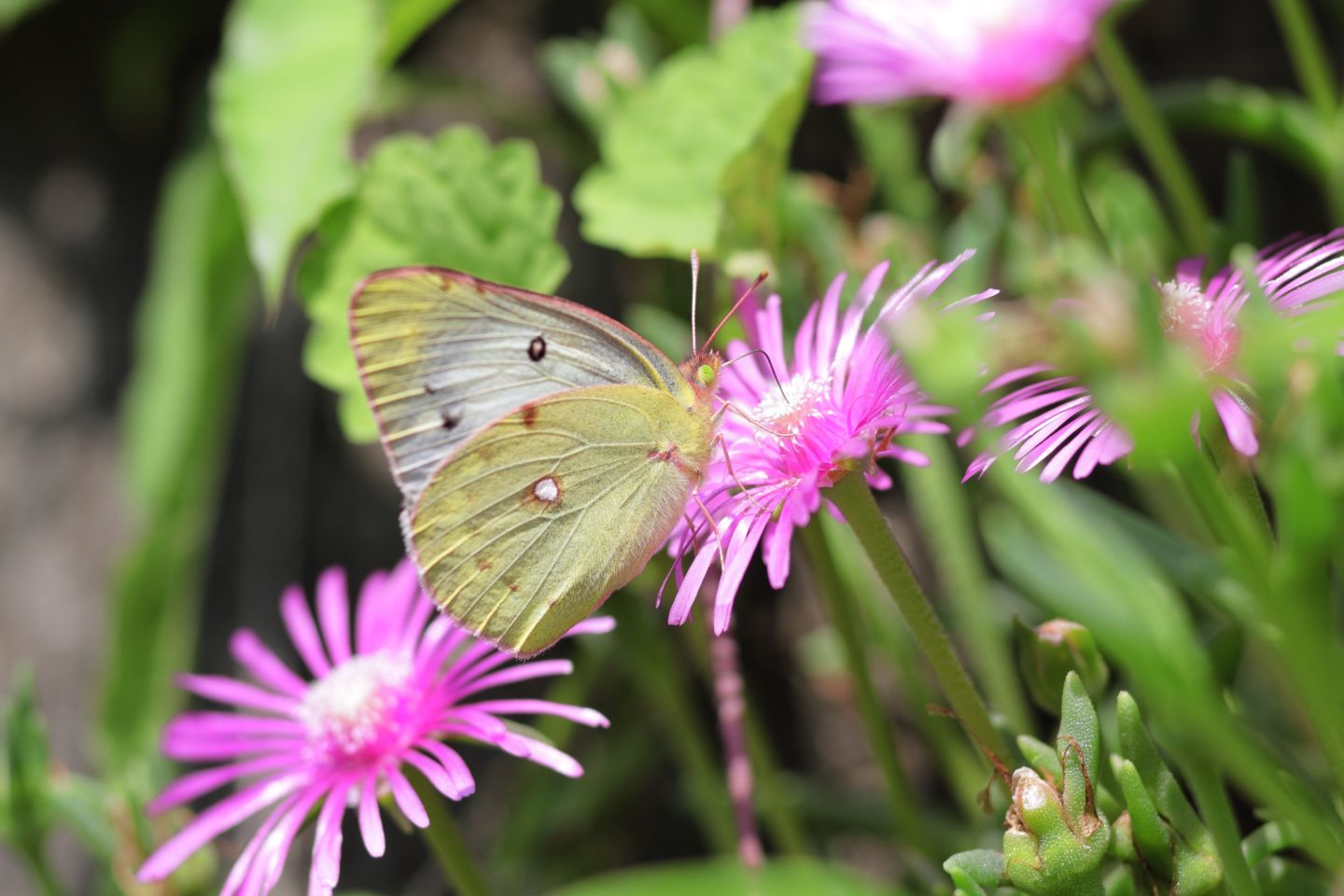 Canon EOS 60D + Canon EF100mm F2 USM + Extension Tube EF12II